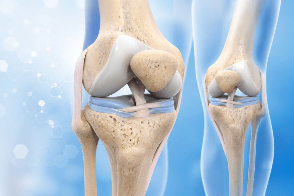 Joint Genesis Review Illustration showing healthy knee joint and cartilage support